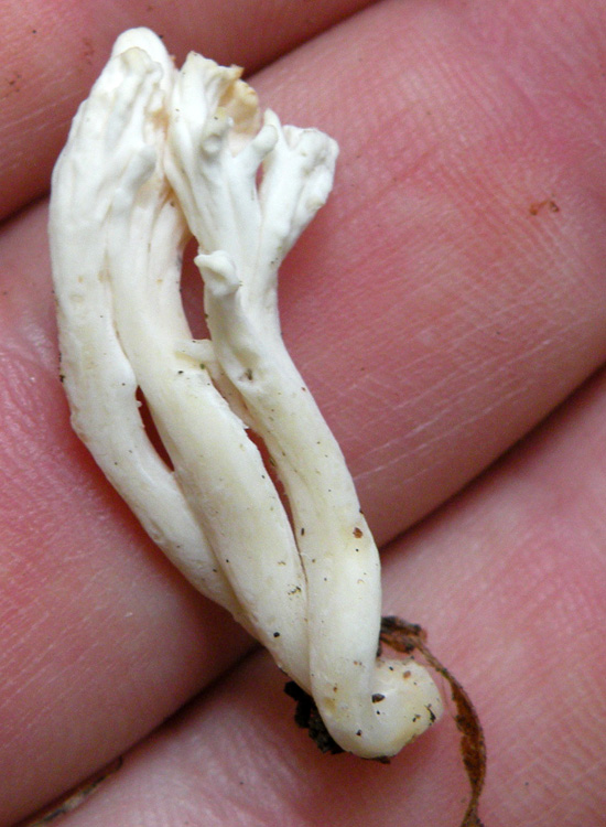 Clavulina coralloides?